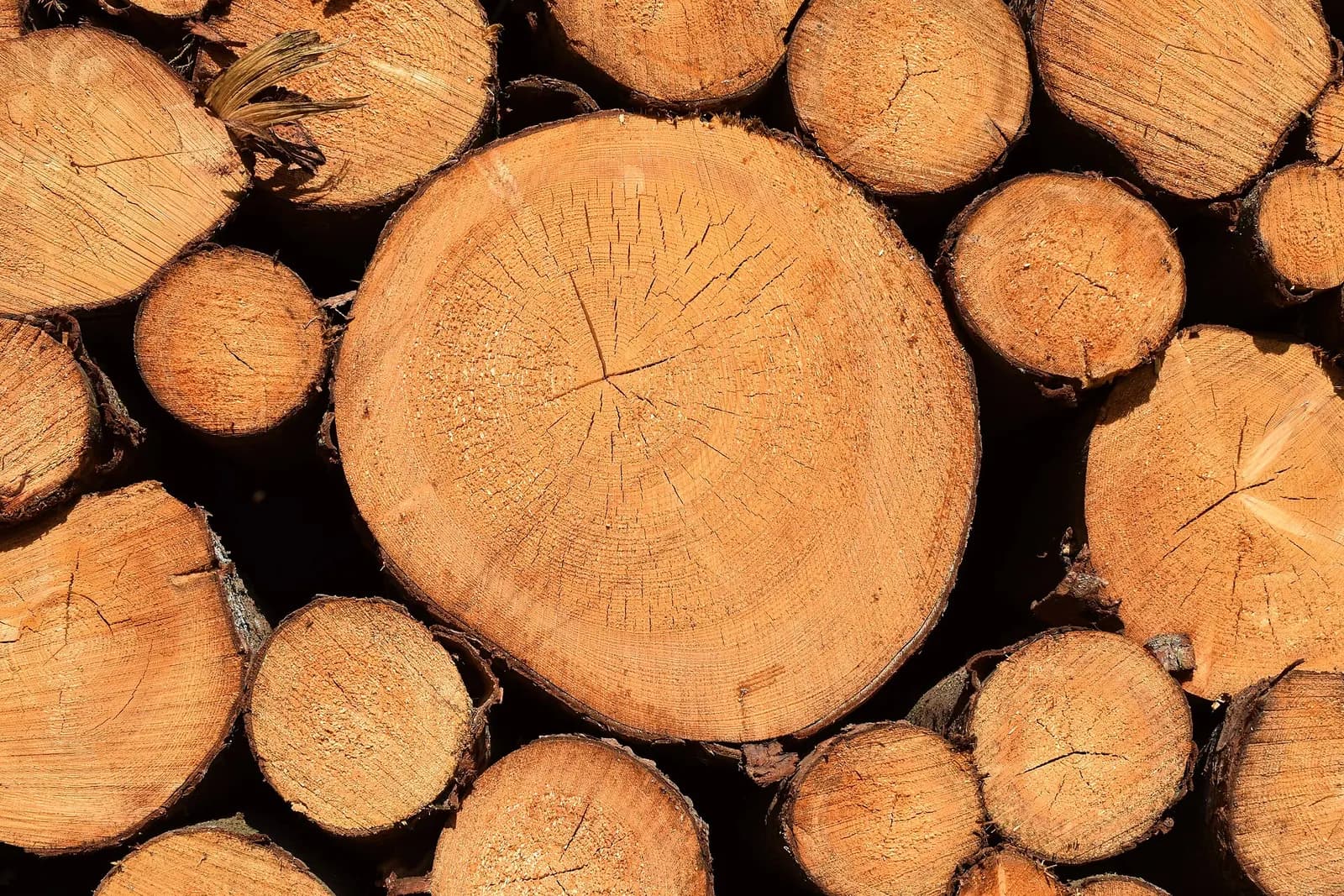Stacked logs seen end-on, showing growth rings and radial checks.